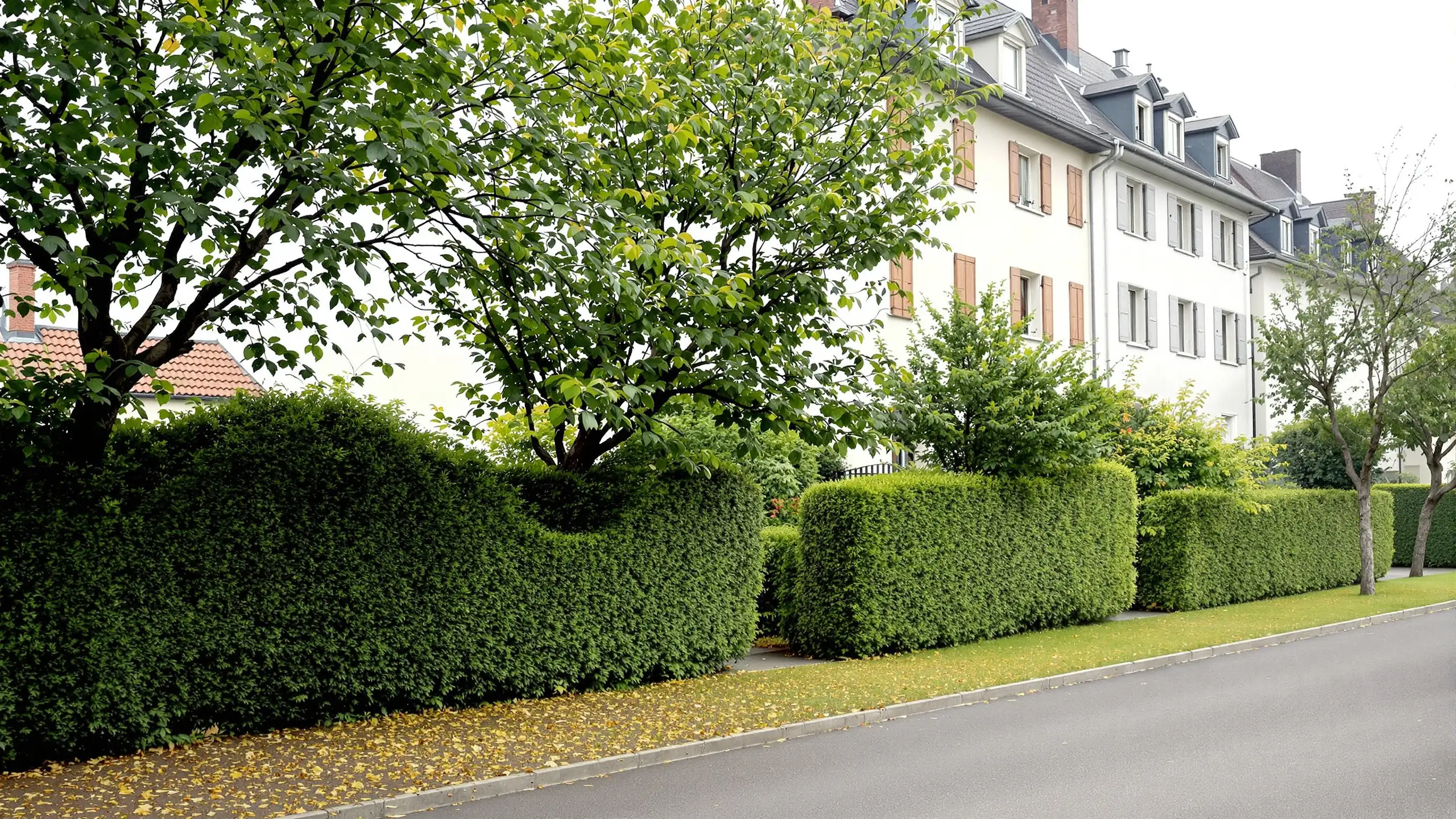 Mature garden hedges and old fruit trees behind low walls at the edge of a Swiss residential quarter